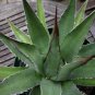 AGAVE Purpusorum Garden Plants 20 Seeds