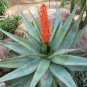 Aloe Africana Garden Plants 20 Seeds