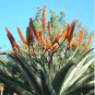 Aloe Africana Garden Plants 20 Seeds