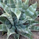 Agave Marmorata Garden Plants 20 Seeds