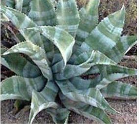 Agave Marmorata Garden Plants 20 Seeds