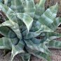 Agave Marmorata Garden Plants 20 Seeds