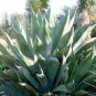 Agave Marmorata Garden Plants 20 Seeds