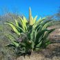 Agave Marmorata Garden Plants 20 Seeds