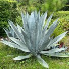 Agave Durangensis Agave Garden Plants 20 Seeds