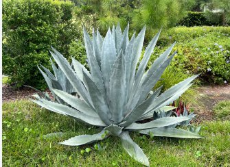 Agave Durangensis Agave Garden Plants 20 Seeds