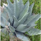 Agave Temacapulinensis Agave Garden Plants 20 Seeds