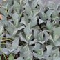 Agave Temacapulinensis Agave Garden Plants 20 Seeds