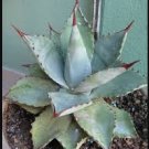 Agave Seemanniana Agave Garden Plants 20 Seeds