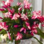 schlumbergera Flores Christmas Cactus Plant plantas 200 Seeds