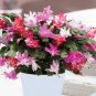 schlumbergera Flores Christmas Cactus Plant plantas 200 Seeds