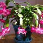 schlumbergera Flores Christmas Cactus Plant plantas 200 Seeds