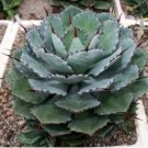 Agave potatorum 20 Seeds
