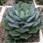 Agave potatorum 20 Seeds