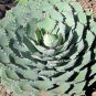Agave potatorum 20 Seeds