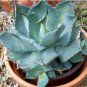 Agave potatorum 20 Seeds
