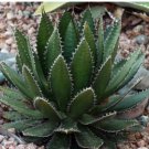 Aagave horrida v horrida 20 Seeds
