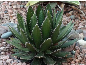Aagave horrida v horrida 20 Seeds