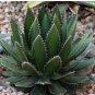 Aagave horrida v horrida 20 Seeds