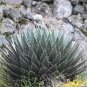 Aagave horrida v horrida 20 Seeds