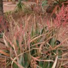 ALOE turkanensis 20 Seeds