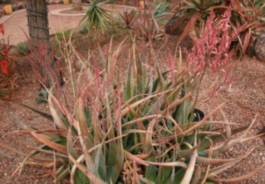 ALOE turkanensis 20 Seeds