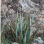 ALOE turkanensis 20 Seeds