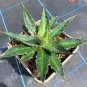 Agave xylonacantha 20 Seeds