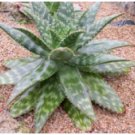 ALOE maculata 20 Seeds