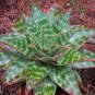 ALOE maculata 20 Seeds