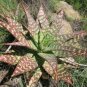 ALOE maculata 20 Seeds