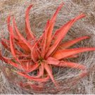 Aloe spicata 20 Seeds
