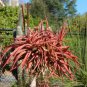 Aloe spicata 20 Seeds