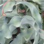 Agave Gypsophila Leaves Wavy Twisted Plants 20 Seeds