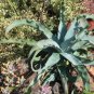 Agave Gypsophila Leaves Wavy Twisted Plants 20 Seeds