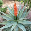 Aloe Vryheidensis Succulents Garden Plants 20 Seeds