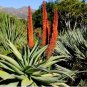 Aloe Vryheidensis Succulents Garden Plants 20 Seeds