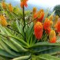 Aloe rupestris 20 Seeds