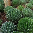 Agave Victoriae-Reginae 20 Seeds