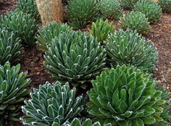 Agave Victoriae-Reginae 20 Seeds