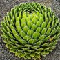 Agave Victoriae-Reginae 20 Seeds