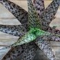 Aloe Mixed Seeds Succulents Garden Plants 20 Seeds