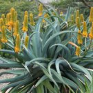 Aloe thraskii 20 Seeds