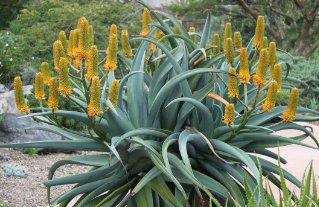 Aloe thraskii 20 Seeds