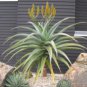 Aloe thraskii 20 Seeds