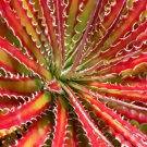 Agave Kerchovei Huajuapan Red Agave Garden Plants 20 Seeds