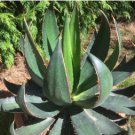Agave Garciae Mendozae Agave Garden Plants 20 Seeds