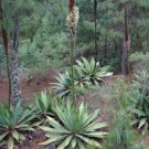 Agave obscura 'Xalapa' Succulents Garden Plants 20 Seeds