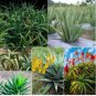Aloe Mix Succulents Garden Plants 20 Seeds