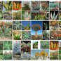 Aloe Mix Succulents Garden Plants 20 Seeds